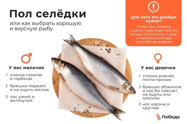 Можно селедку при диабете. Как выбрать селедку. как определить сельдь. селёдка мальчик или девочка. как отличить селедку.