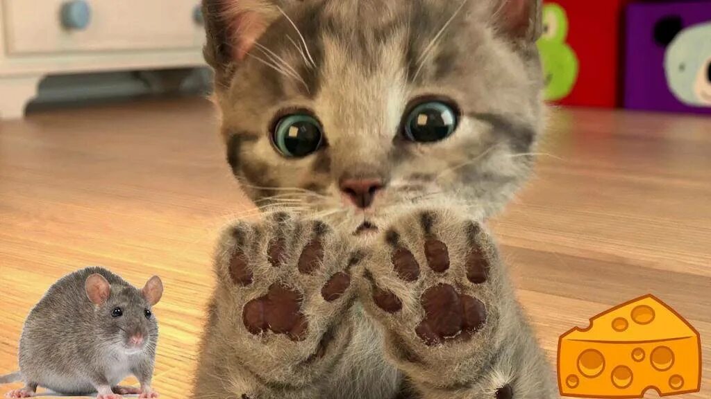 Красивые котята. Включи кошек. Включи кошка. Вакцинация кошек. Настоящие кошки.