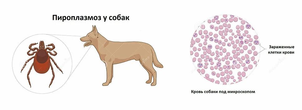 Эрлихиоз клещевой. Пироплазмоз (бабезиоз) у собак. Пироплазмоз у собак эпизоотология. Пироплазмоз собак возбудитель.