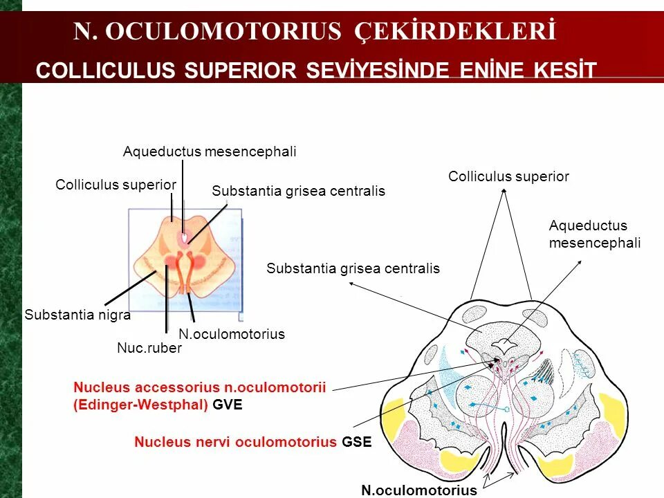 Colliculus superior