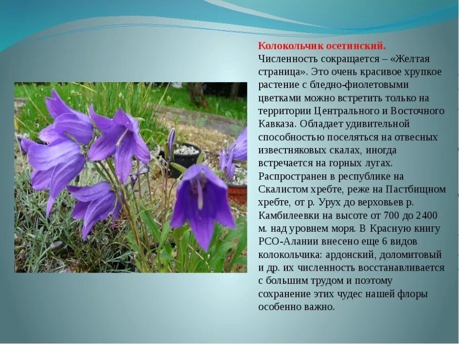 Сообщение об 1 растении
