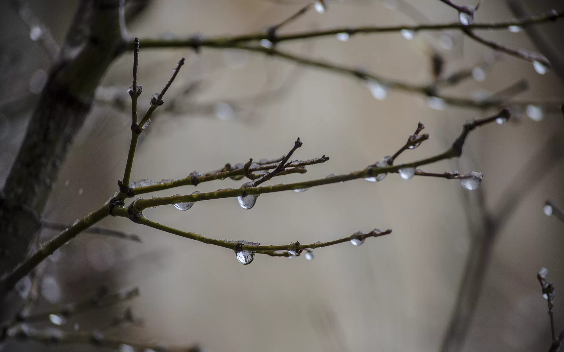 Красивые ветви деревьев. Ветви деревьев. Природа деревья. Ветви деревьев весной. Весеннее небо.