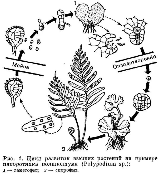 Чередование поколений происходит. Чередование поколений у папоротников схема. Гаплоидные стадии жизненного цикла папоротника. Жизненный цикл папоротника гаметофит. Жизненный цикл папоротника щитовника.
