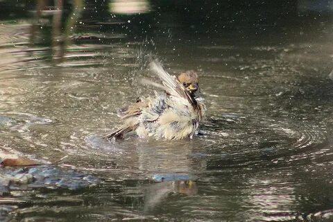 Мы спугнули диких уток плескавшихся