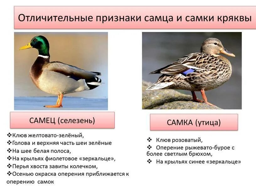 Как отличить уточку. Отличия дикого селезня от утки. отличие кряквы от селезня. селезень дикой утки как отличить. как отличить утку от селезня.