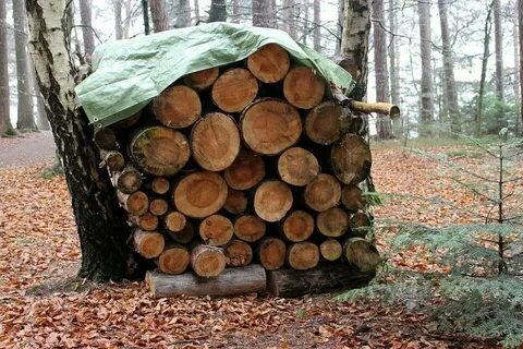 Дровишки из лесу