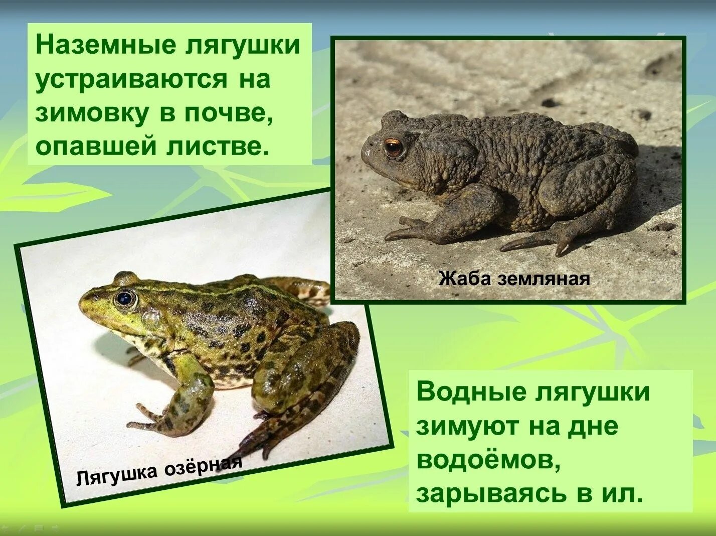 Головастик озерной лягушки. Среда обитания прудовой лягушки. Озерная лягушка в пруду головастики. Среднеазиатская жаба. Лягушка обыкновенная среда обитания.