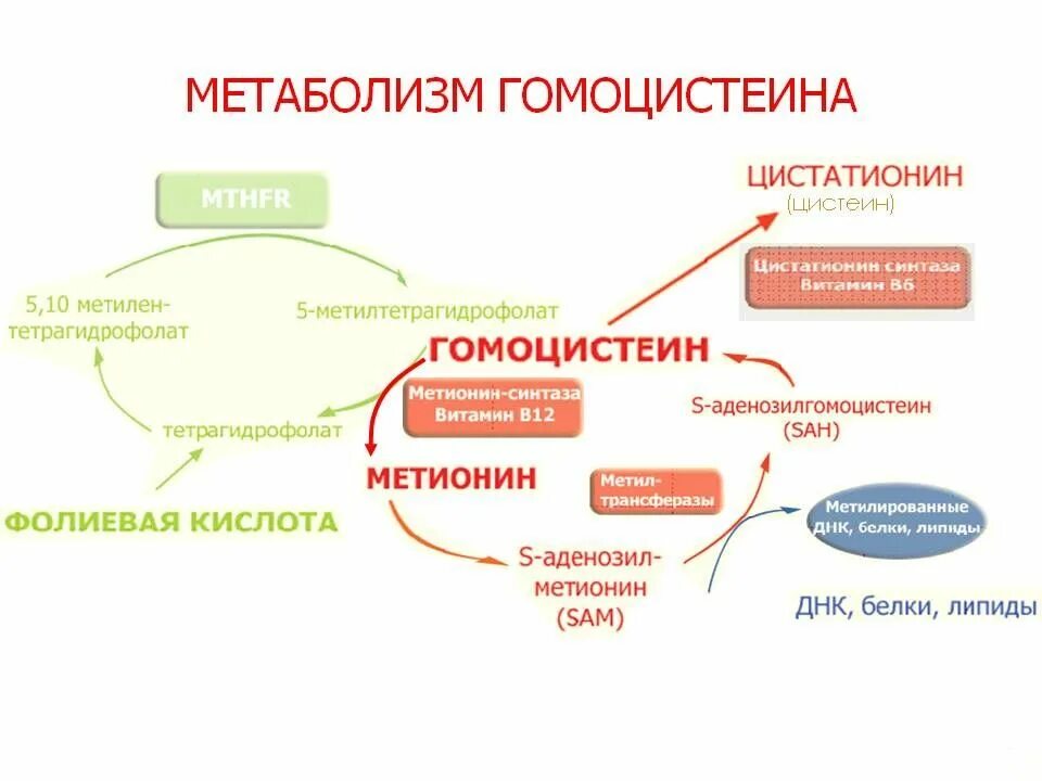 Гомоцистеин норма у мужчин. Метаболизм гомоцистеина схема. Метаболизм метионина гомоцистеин. Норма гомоцистеина у женщин. Повышенный гомоцистеин.