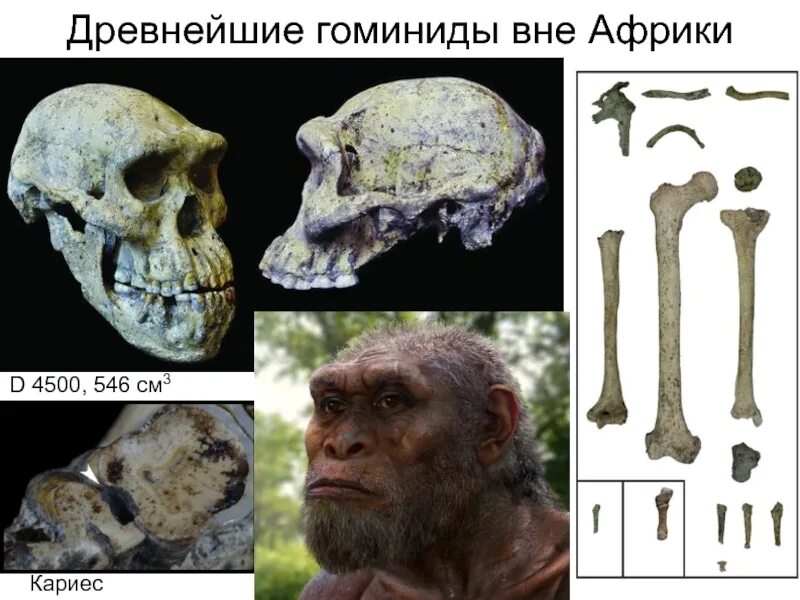 Гоминиды представители. Семейство гоминиды. гоминиды антропогенез. эволюция гоминид. древние представители гоминид.