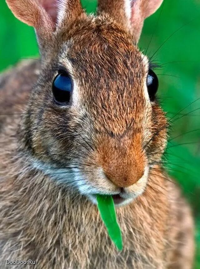 Глаза зайца. Какого цвета глаза у зайца. Глаза кролика. Глаза зайца. Белый заяц фото.