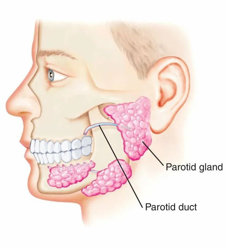 Подчелюстная слюнная железа анатомия. Камень в околоушной слюнной железы. Проток поднижнечелюстной слюнной железы. Правая околоушная железа