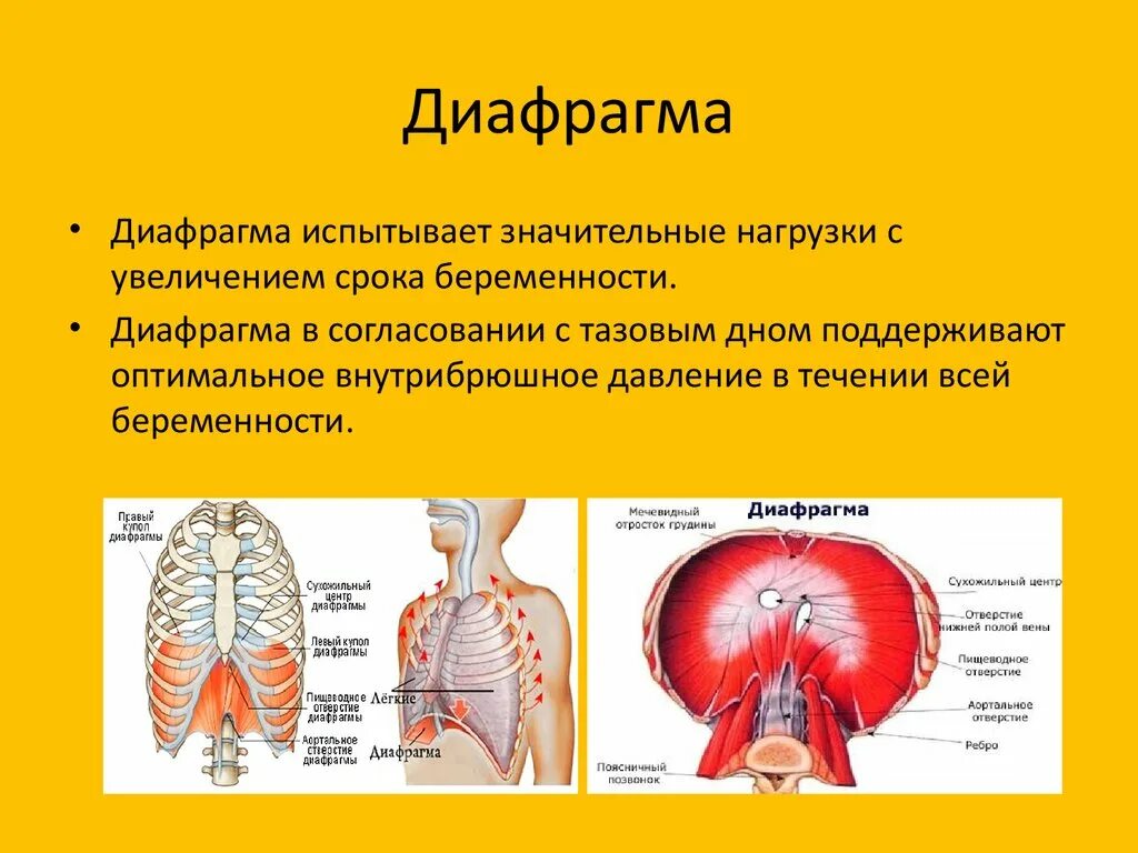 Три диафрагмы у человека. Диафрагма строение и функции. Строение диафрагмы.дыхание. Строение диафрагмы человека. Диафрагма мышца.