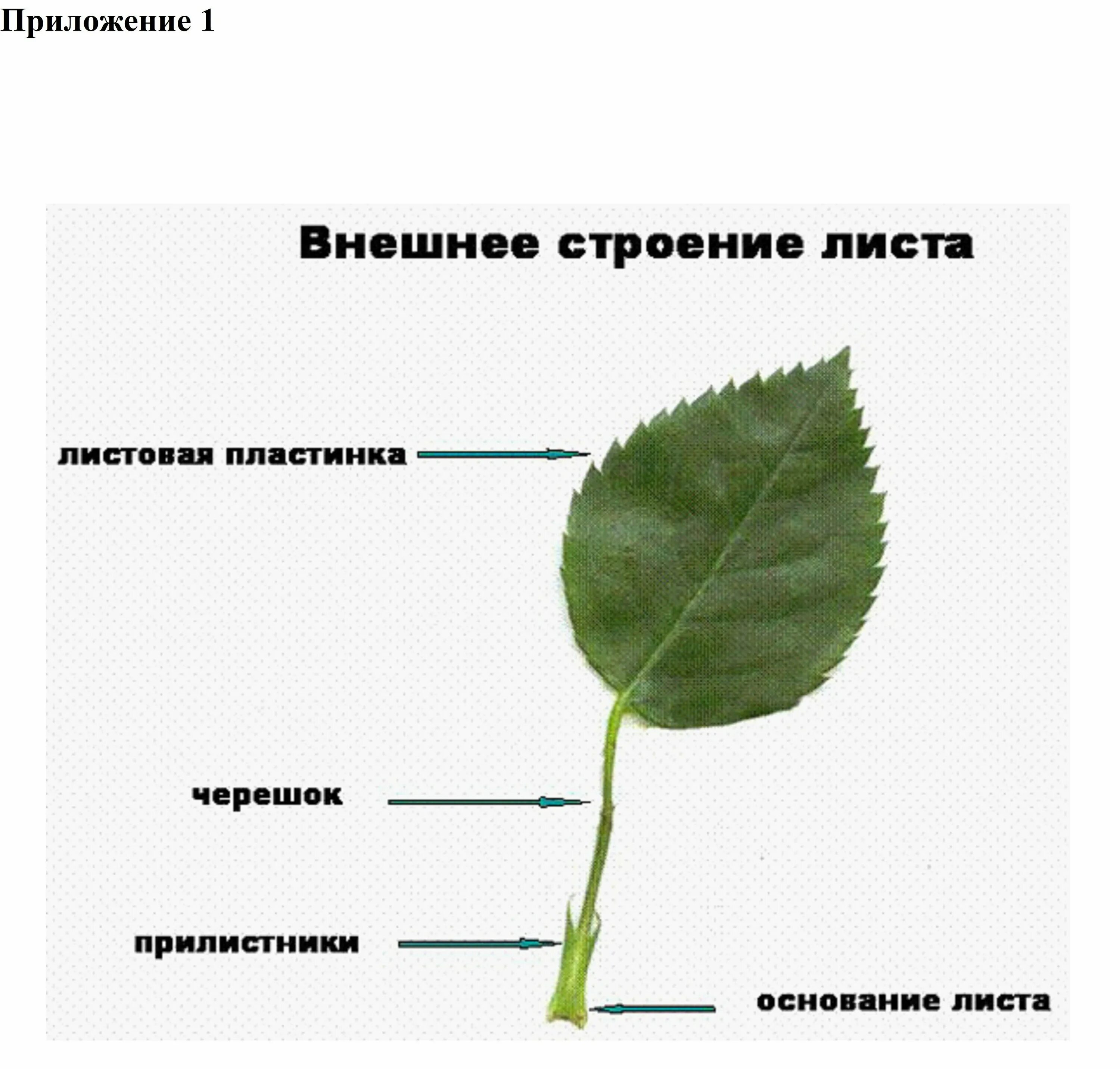 Ое лист. Прилистник черешок основание листа. Внешнее строение черешкового листа. Внешнее строение листовой пластинки. Основание черешок листовая пластинка у листа.