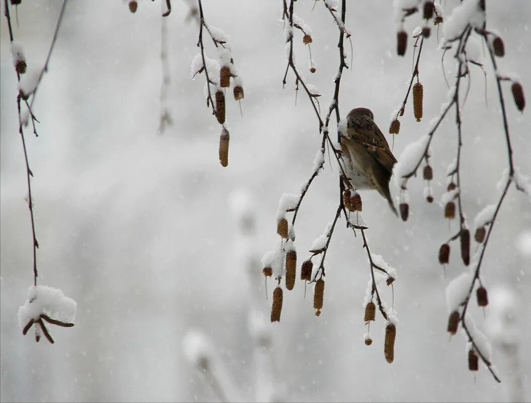 Снег кружится летает летает. А снег кружил и таял. Скачать. Снег кружится летает виа пламя. А снег летел и падал песня.