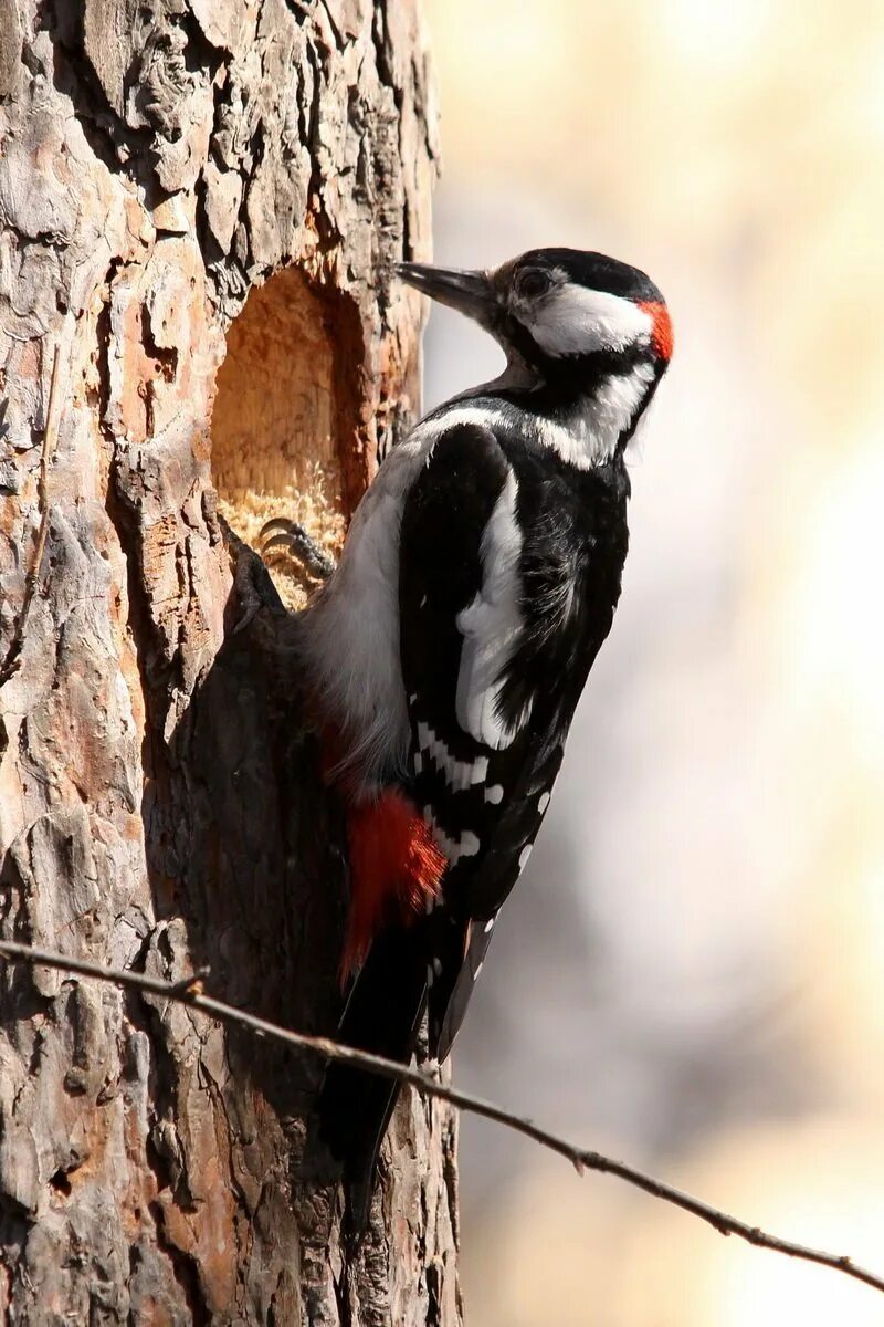 Цвет дятла. Краснохвостый дятел. Большой пёстрый дятел. Дятел лесной. Красношапочный дятел.
