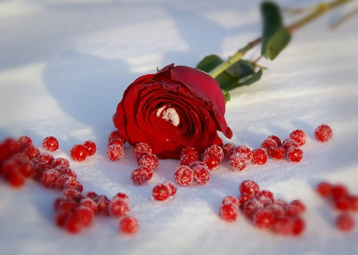 Зимние цветы. Розы на снегу. Открытки розы на снегу. Красное добро