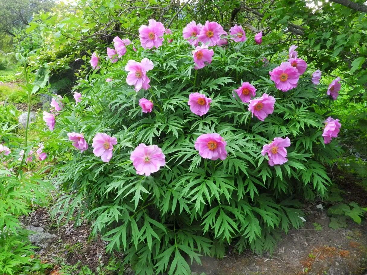 Пион марьин корень. Дикий пион марьин корень. Пион уклоняющийся (paeonia anomala). Дикий пион марьин корень. Пион уклоняющийся (марьин корень, корень-марень).