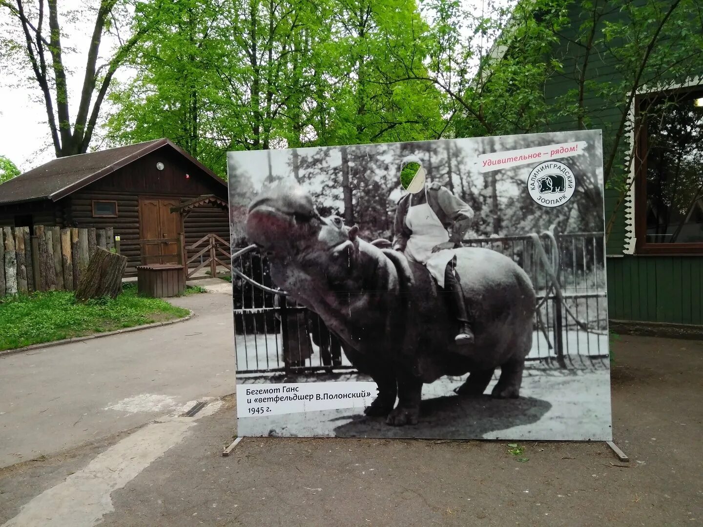 Бегемот ганс. Кенигсбергский зоопарк бегемот ганс. бегемот ганс калининградский зоопарк. бегемот в зоопарке кенигсберга. зоопарк калининград бегемот.