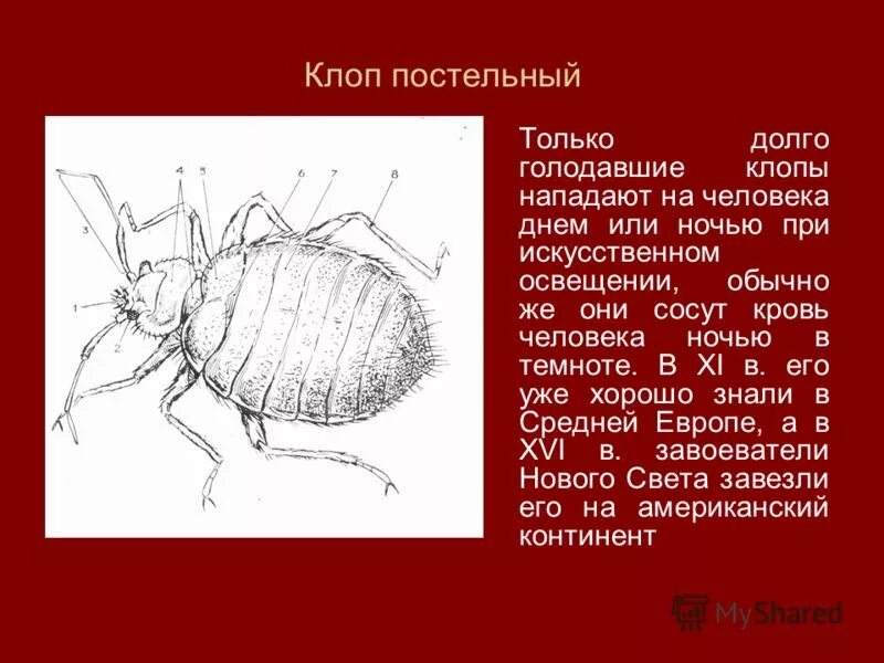 Строение клопа. Внешнее строение постельного клопа. постельный клоп строение. постельный клоп схема. постельный клопстроени.