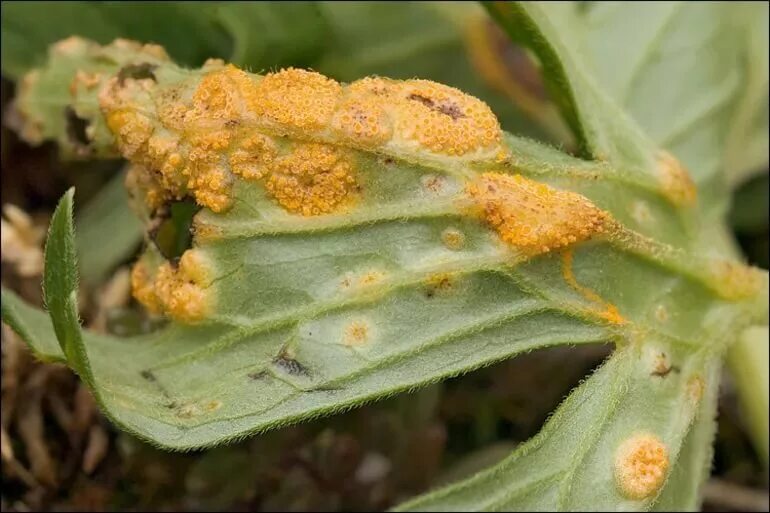 Вирусные болезни растений. Ржавчина яблони gymnosporangium tremelloides hartig. Меры борьбы с вредителями и болезнями растений. Борьба с заболеваниями растений. Вирусные и бактериальные заболевания растений.