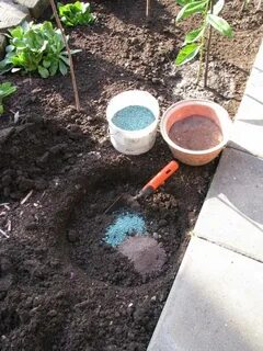Флоксы уход подкормка