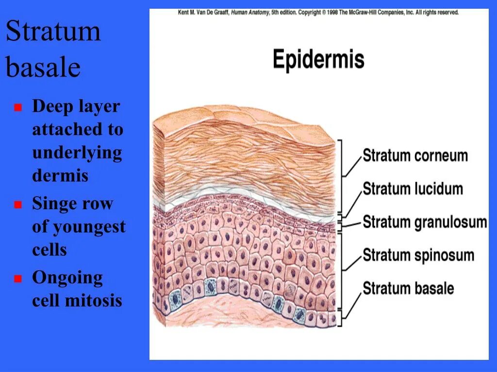 Stratum перевод. Stratum. stratum mucosum. stratum zonale. stratum в реальности.