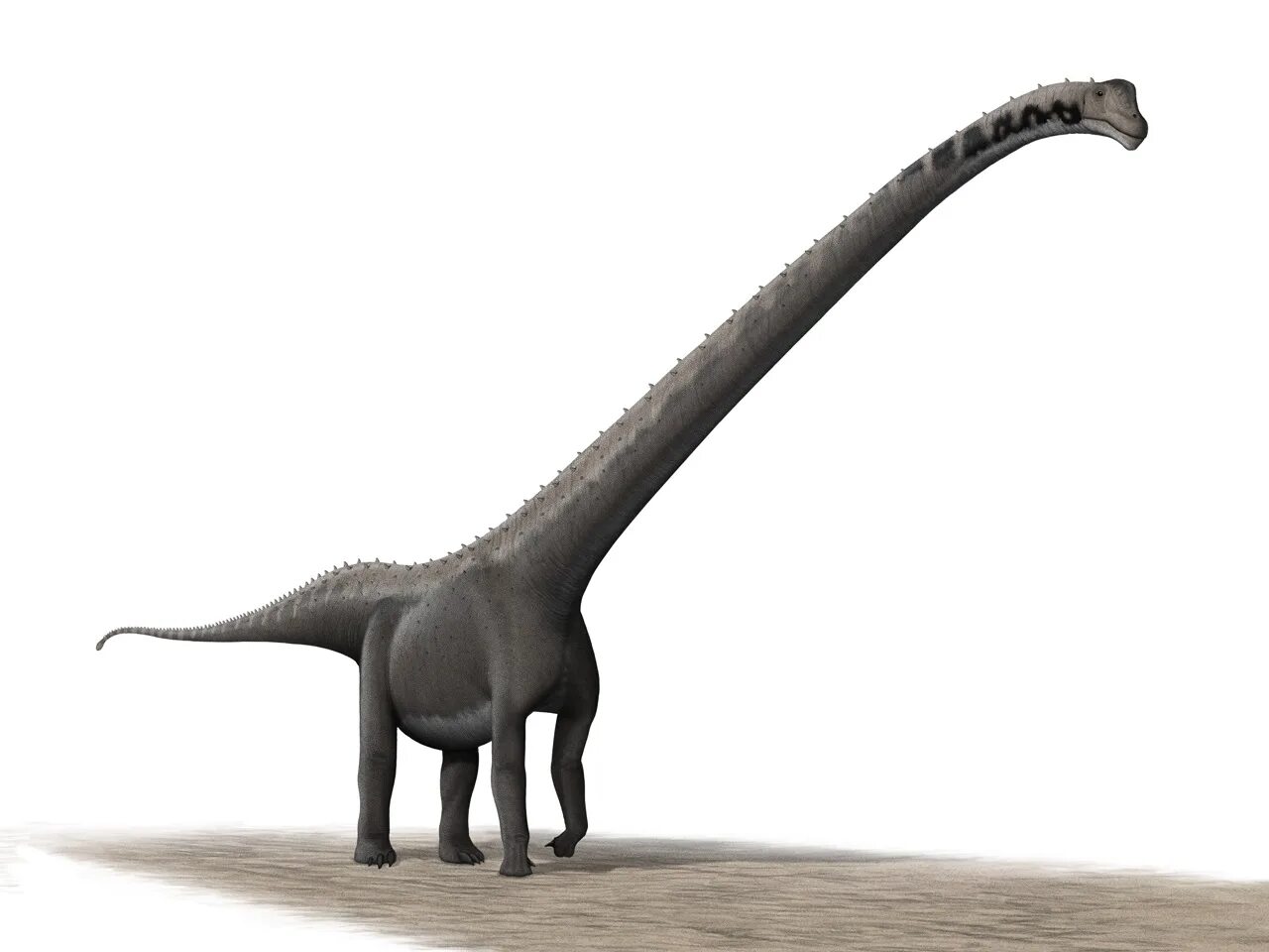 Длинношеий динозавр. Зауропод Маменчизавр. Маменчизавр динозавр. Маменчизавр Диплодок. Маменчизавр парк Юрского периода 2.