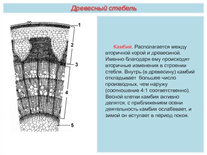 Какая роль камбия. Строение стебля камбий. внутреннее строение стебля древесного растения. камбий строение и функции. внутреннее строение стебля функции камбия.