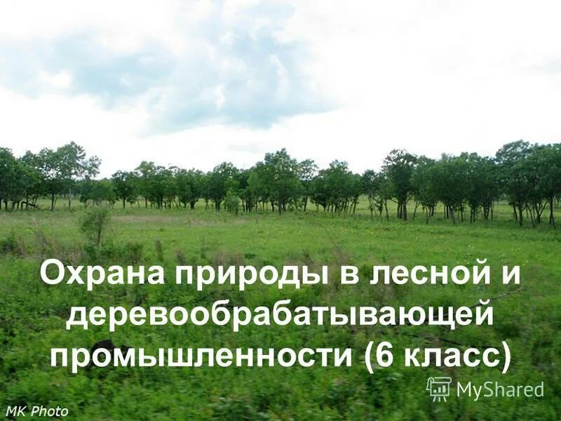 Отрасли лесной и деревообрабатывающей промышленности. Охрана лесной промышленности. Охрана природы в лесной промышленности. Добыча леса. Доклад о лесном хозяйстве.