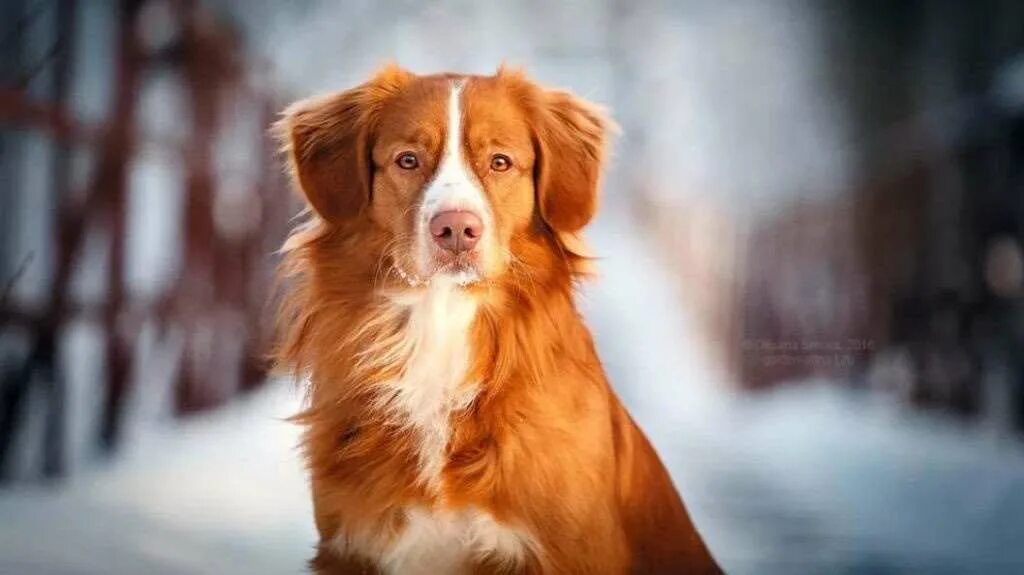 5 минут тишины какая собака. новошотландский ретривер инди. новошотландский ретривер пять минут тишины. 5 минут тишины какая собака. 5 минут тишины собака.