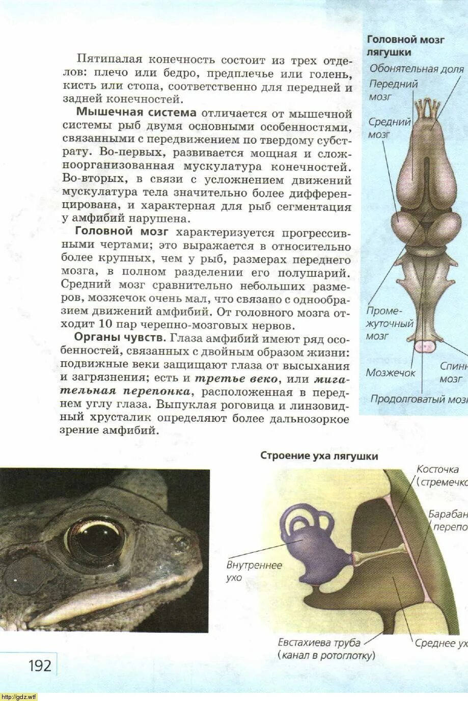 Отделы головного мозга лягушки. Головной мозг лягушки. мозг лягушки строение. строение глаза земноводных. зрение амфибий.