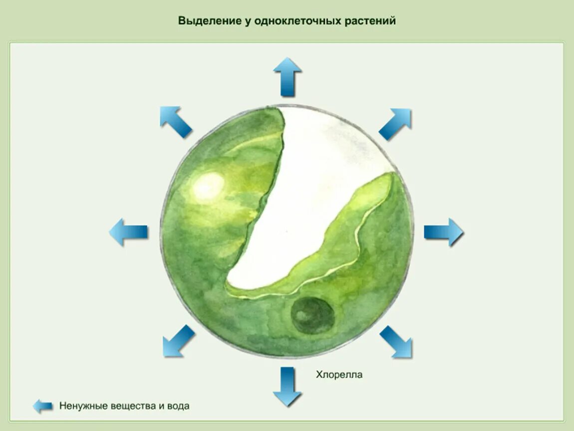 Выделение у растений. Выделение у растений схема. Выделение веществ у растений. Процесс выделения у растений.