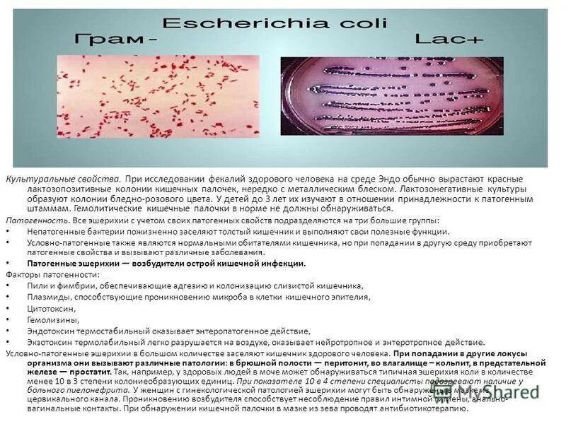Свойства кишечной палочки. Патогенная кишечная палочка на среде Эндо. Эшерихия коли грамотрицательная. Эшерихия коли колонии. Кишечная палочка лактозонегативная на Эндо.