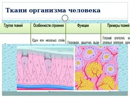 Какая ткань выполняет защитную структурообразующую и трофическую