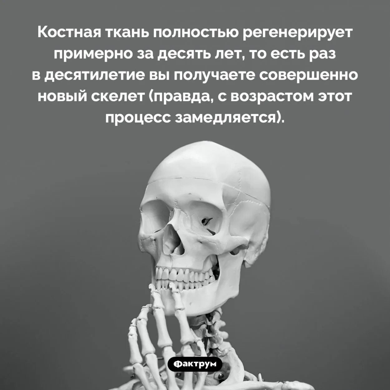 Какая наука изучает скелет. Какая наука изучает скелет