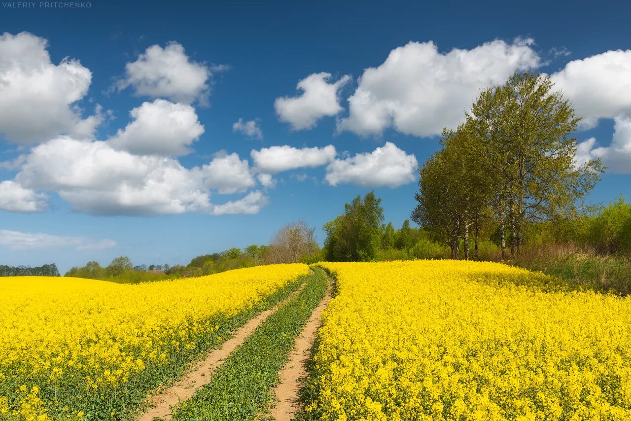 Солнечная степь. Ясная погода. Солнечный пейзаж. 0 солнечные дни. Солнечных дней в году.