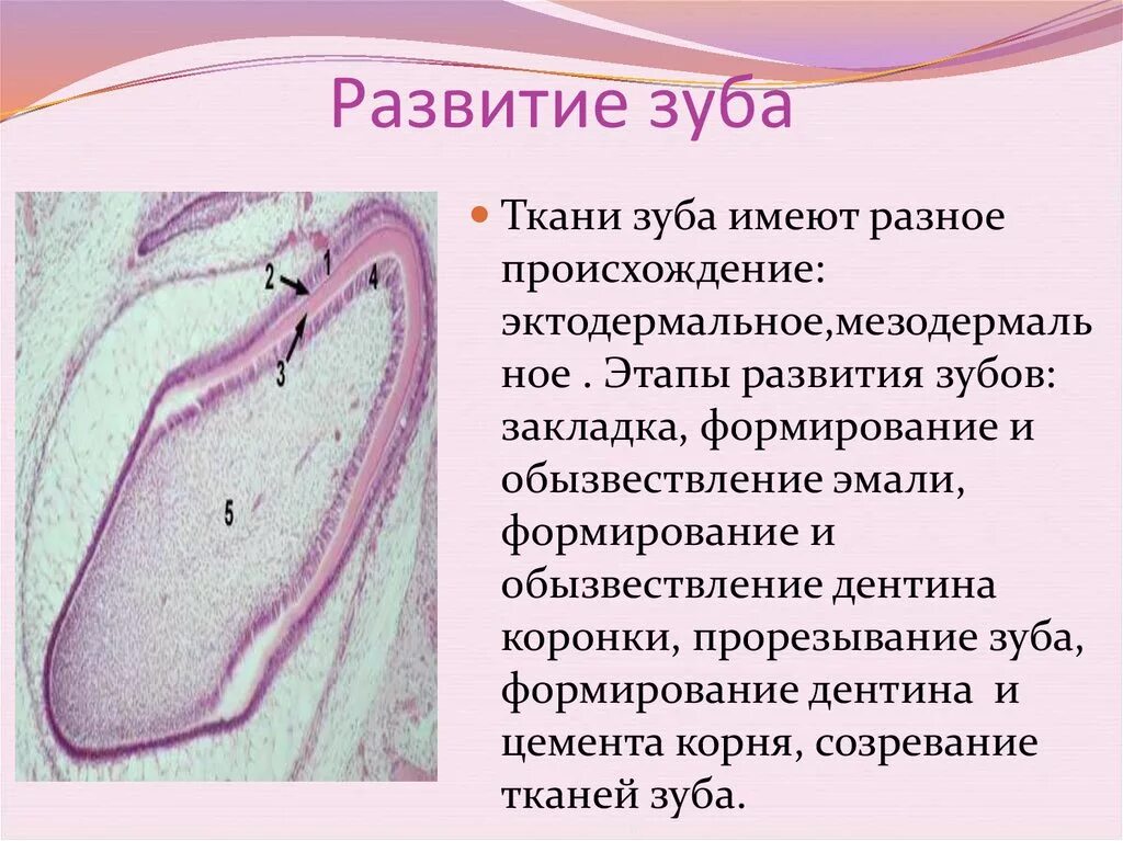 Стадии развития зуба. Периоды развития зубов гистология. Ранняя стадия развития зуба гистология. Развитие зубов гистология 1 стадия. Стадии развития зубов гистология.