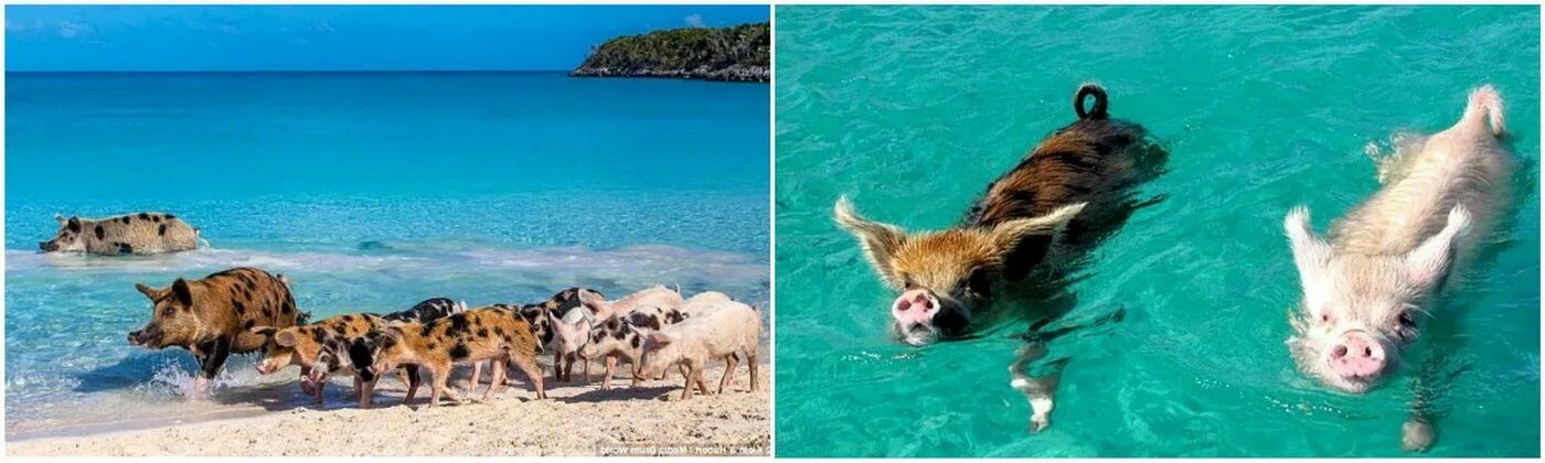 Unforgettable Encounters with the Bahamas Pigs