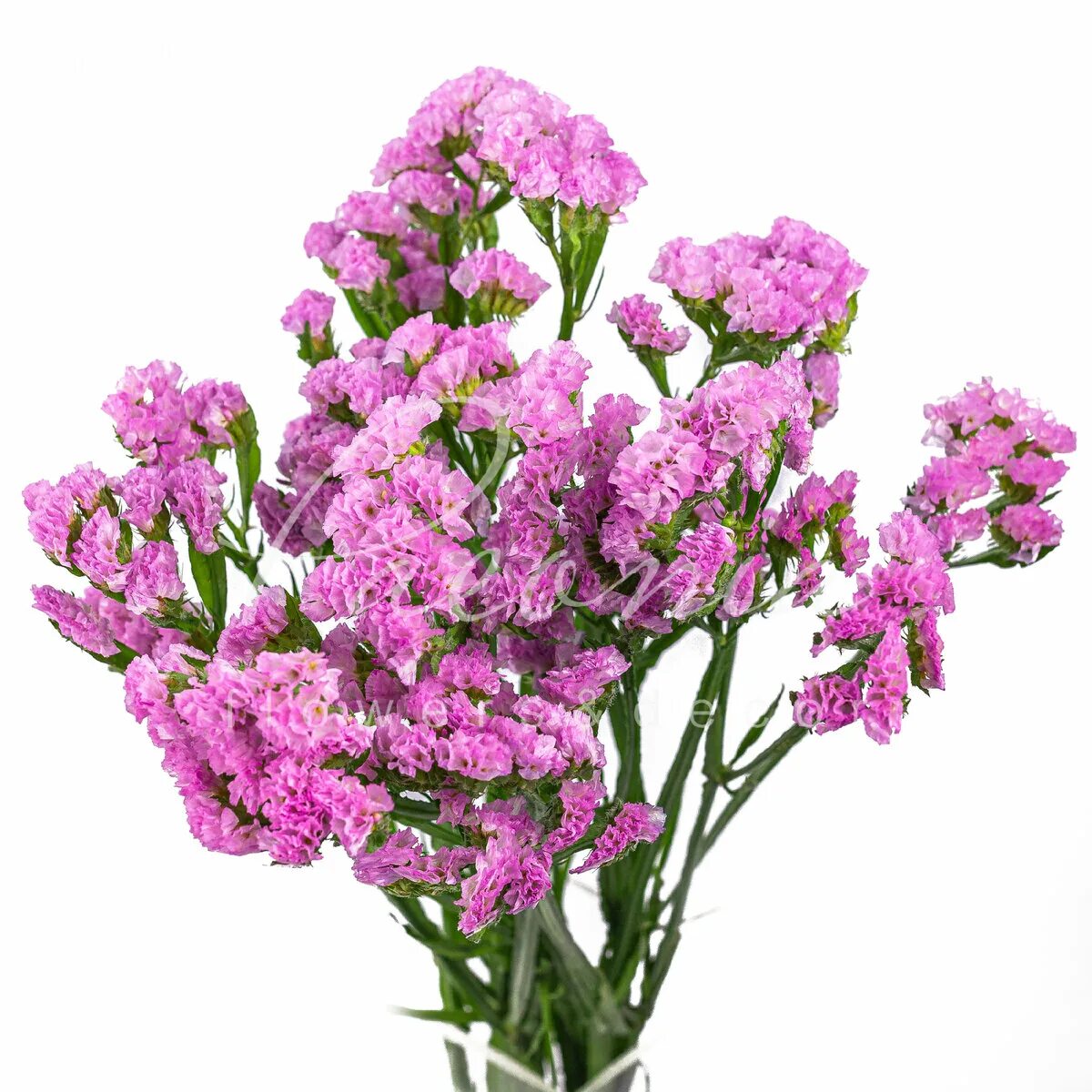 Статица выемчатая. Статица пурпл. Статица радужная. Статица (лимониум). Кермек лимониум.