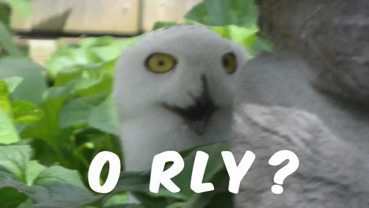 How it is real to. O rly. сова o really. rly мем. oh rly.