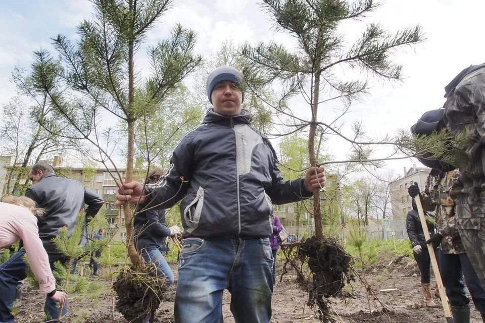 В питомнике вырастили саженцы деревьев елей было. Посадка сосны. Большие сосны с посадками. Сосны в Центральном парке Тула. Высадка елок в Центральном парке.