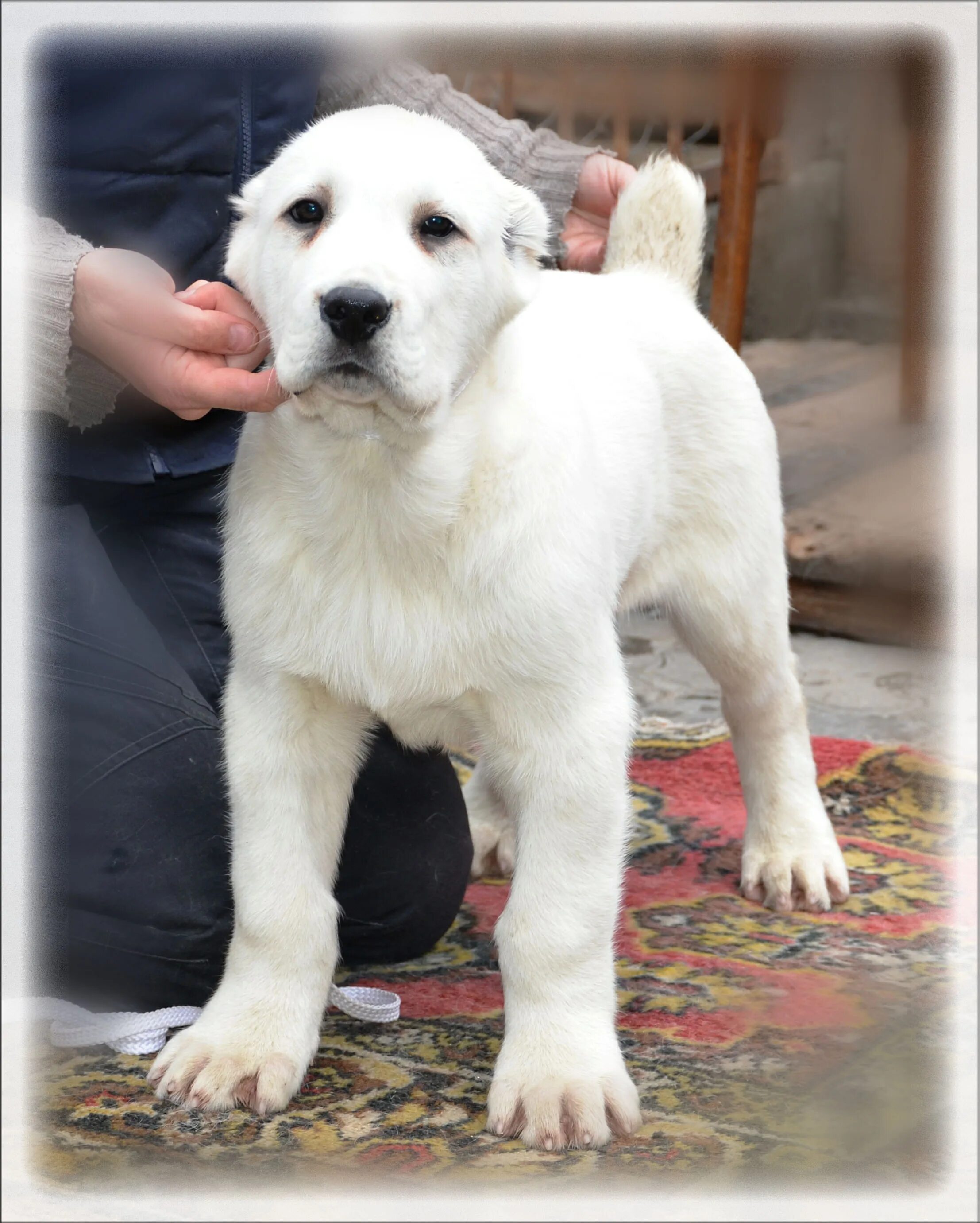 Aziat puppies Alabai dog, Animals, Cute animals