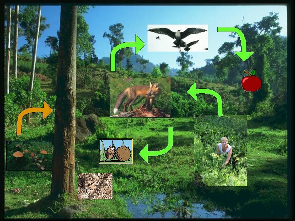 картинка экосистема болото нижневартовска. экосистемные функции болот. экосистема. части экосистемы 3 класс. почему в экосистеме нельзя обходиться без звука.