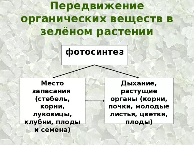 Транспорт органических веществ какая ткань. Передвижение органических веществ в растении. Транспорт воды и Минеральных веществ в растении. Передвижение воды и органических веществ по стеблю. Транспорт органических веществ в растении.