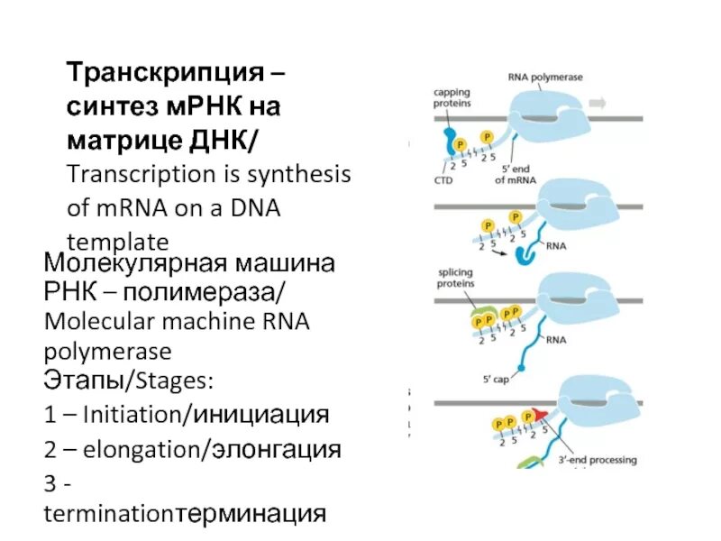 Транскрибируемая днк направление. Синтез РНК транскрипция. Транскрипция ДНК этапы. РНК полимераза на этапе инициации. Этапы элонгации.