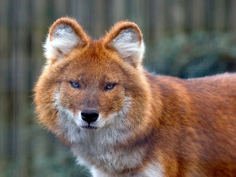 Ягуар красный волк. Убсунурская котловина красный волк. Исчезающий красный волк. Тянь-шанский красный волк. Моголлонский горный волк.