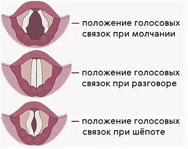 На рисунке изображены различные положения голосовых связок. Голосовые связки голосообразование. Положение голосовых связок при. Положение голосовых связок при шепоте. Положение голосовых связок при пении.