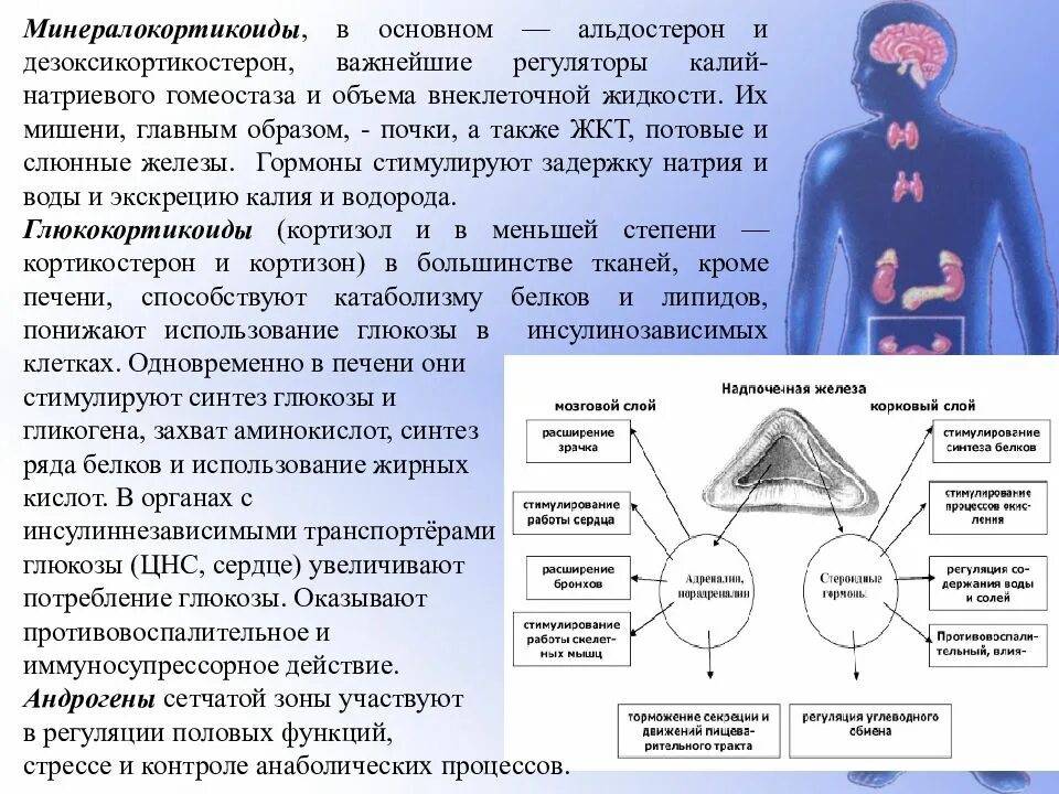 Орган мишень щитовидной железы. Органы мишени эндокринной системы. Роль минералокортикоидов в организме. Органы мишени надпочечников. Минералокортикоиды органы мишени.