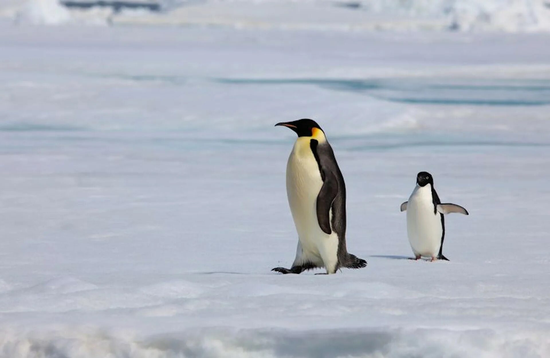 Переворачиватель пингвинов. Худой Пингвин. Толстый Пингвин. Поднимать пингвинов в антарктиде вакансии