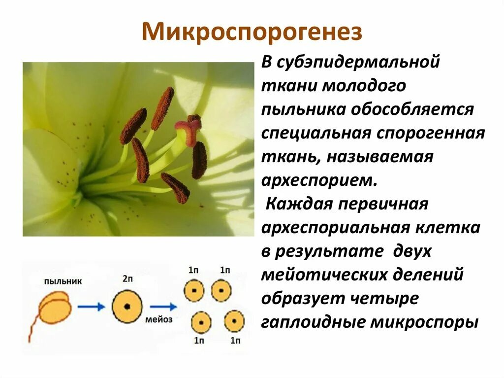 В результате какого деления образуются микроспоры. Микроспорогенез мегаспорогенез гаметогенез. Микроспорогенез голосеменных растений. Микроспорогенез у покрытосеменных растений. Микроспорогенез у цветковых растений.